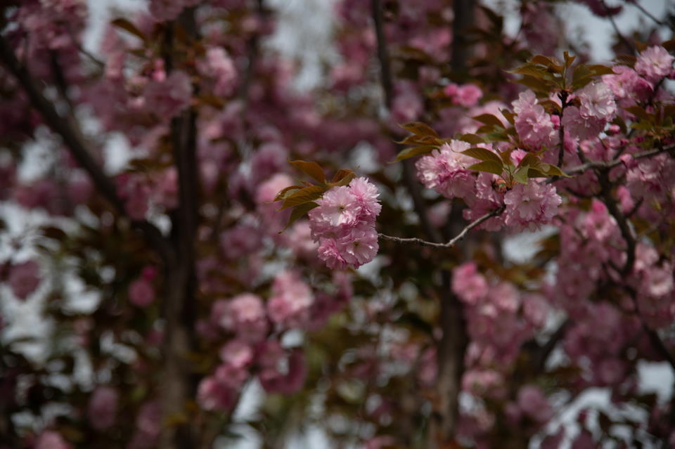 Stunning Cherry Blossoms