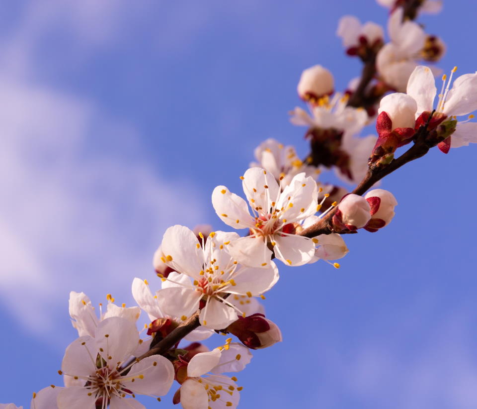 Beautiful Cherry Plant