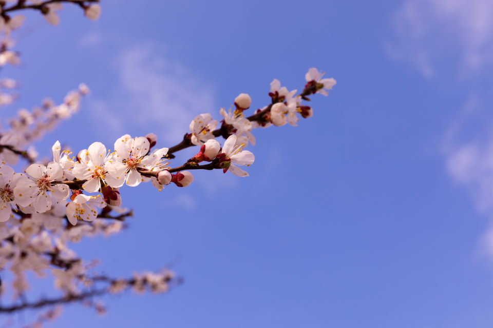 Cherry Blossoms