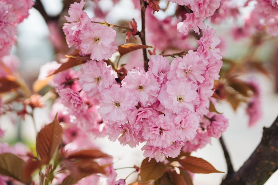 Pink Cherry Flowers