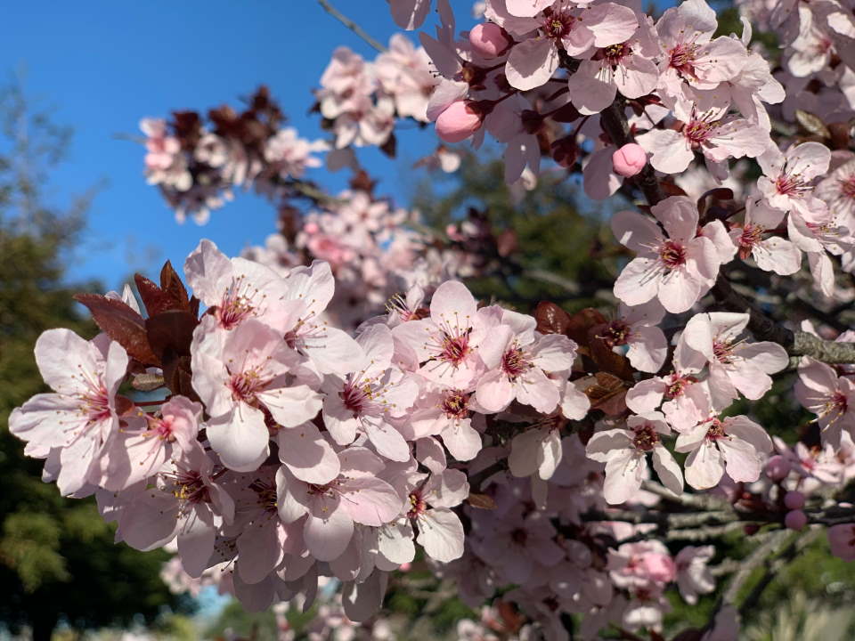 Summer Cherry Blossoms