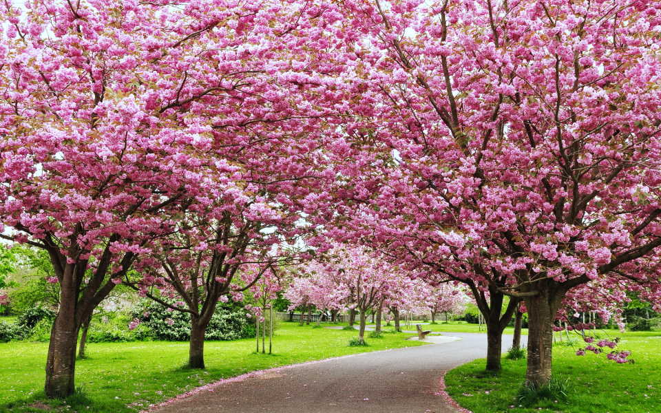 Cherry Blossoms