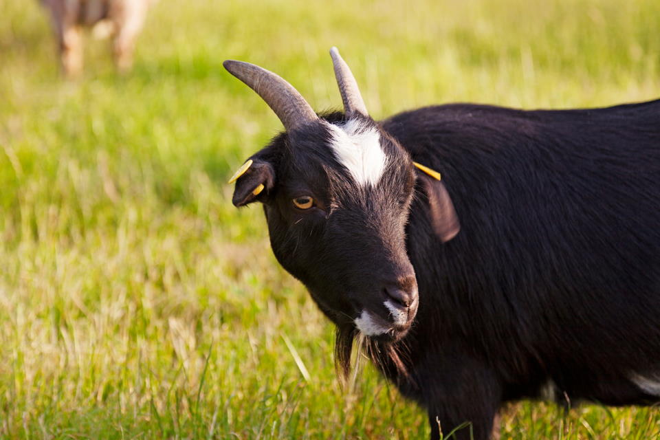 goats hemlock