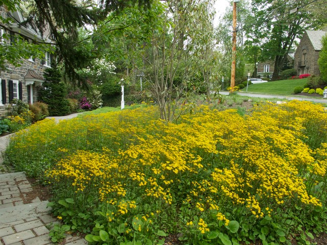 Michigan Native Plants For Landscaping With Pictures