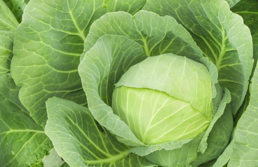 Green Cabbage