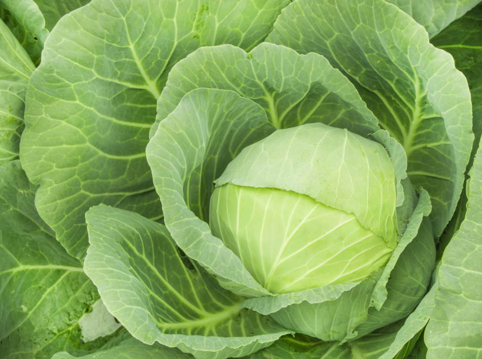 Green Cabbage