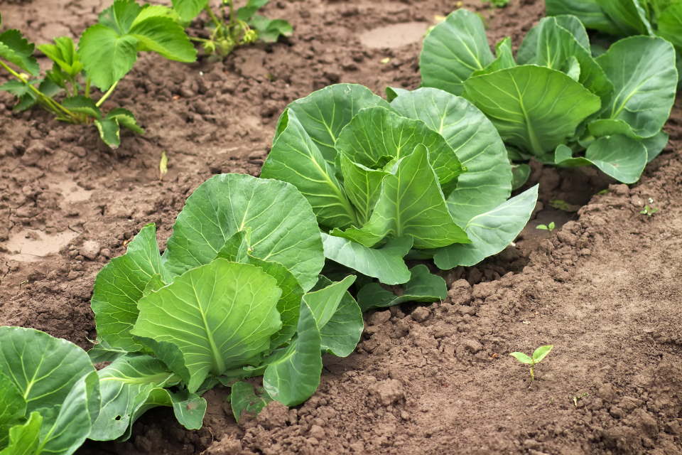 Cabbage Garden