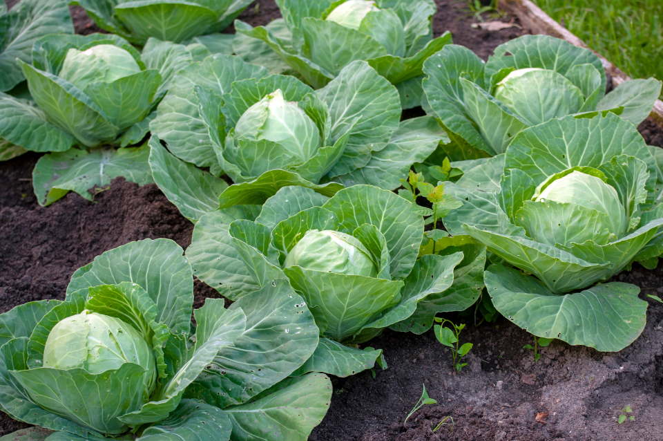 Fresh Cabbages