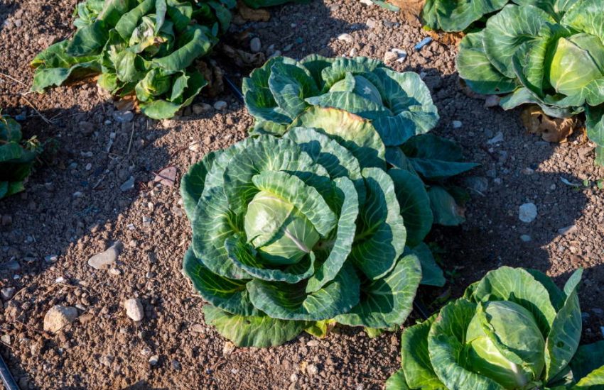 Growing Cabbage