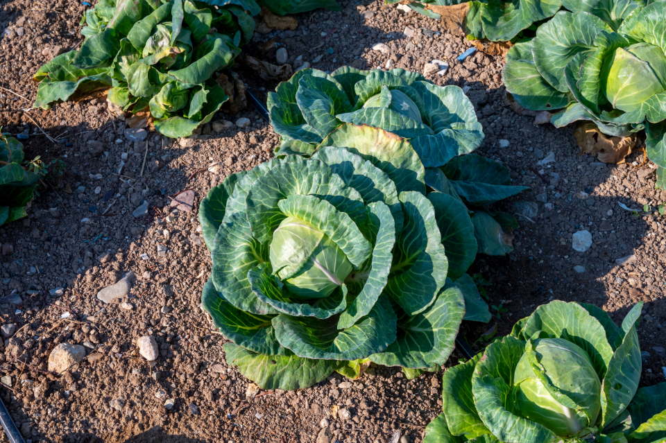 Growing Cabbage