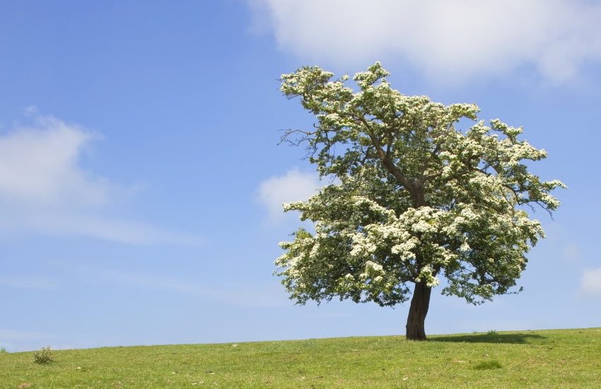 Hawthorn Tree in Windy Day