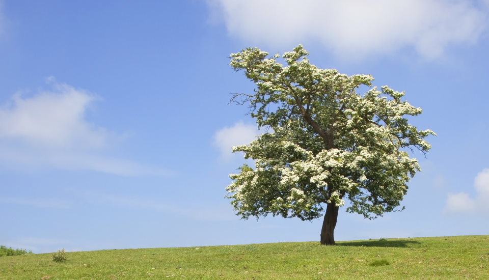 Hawthorn Tree in Windy Day