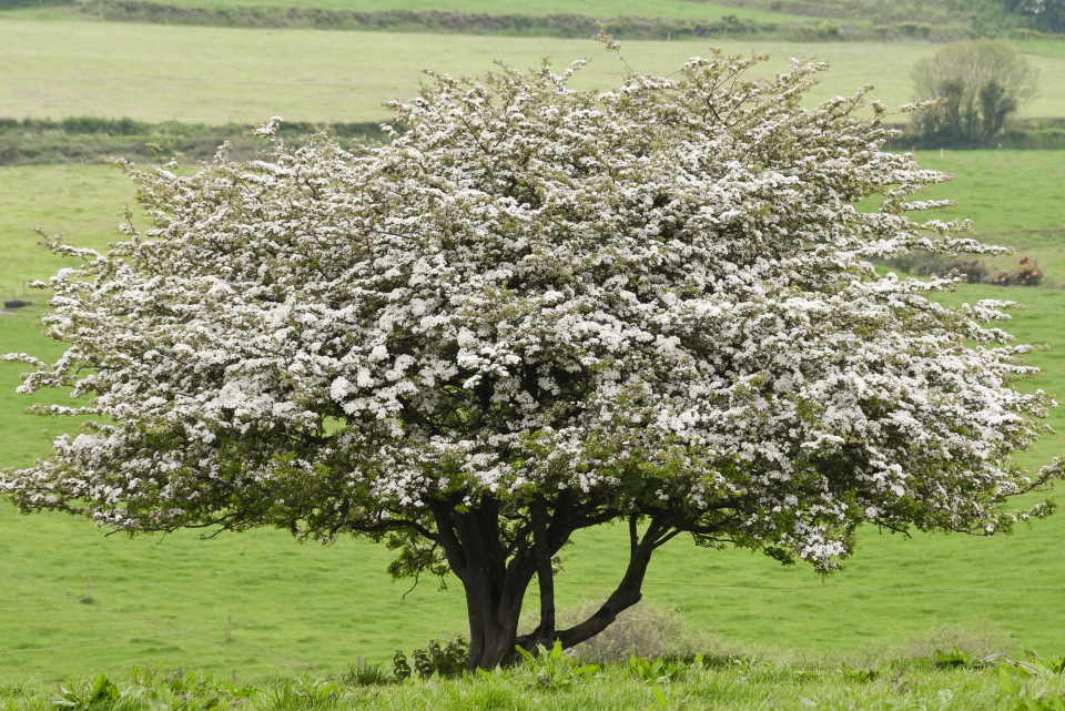 Whitey Hawthorn Tree