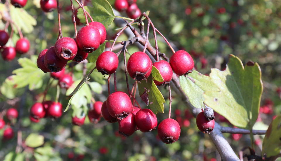 Hawthorn Tree Fruits