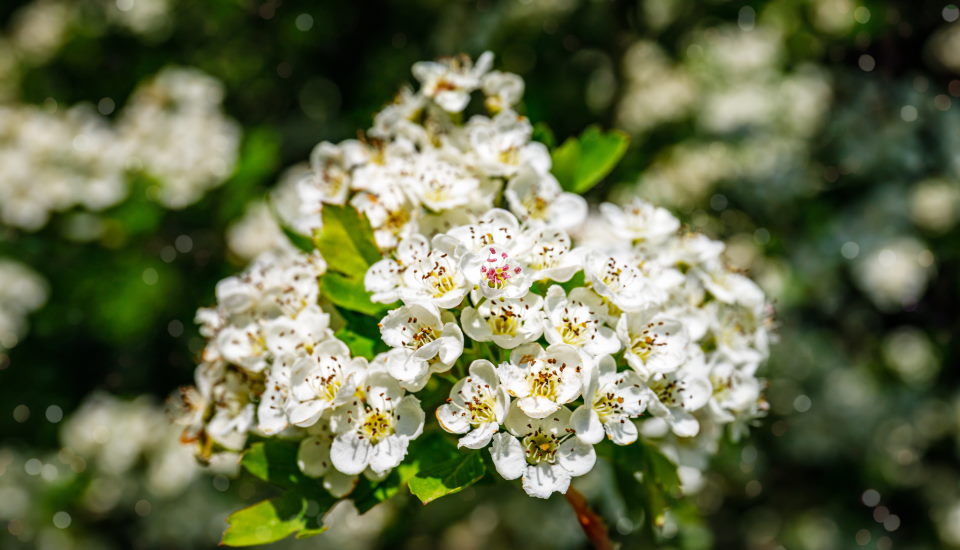 Hawthorn Tree Blossoms