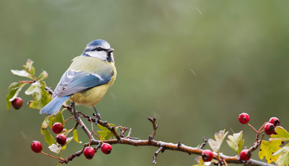 Bird on Hawthown Tree Stem