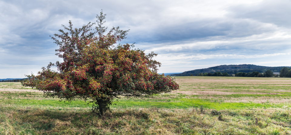 Older Hawthorn Tree