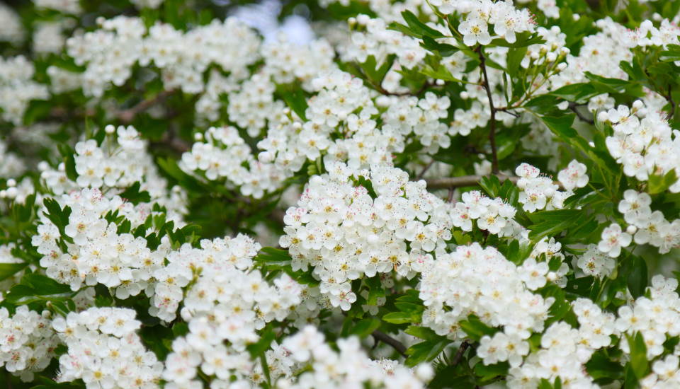 White Hawthorn Tree Blossoms