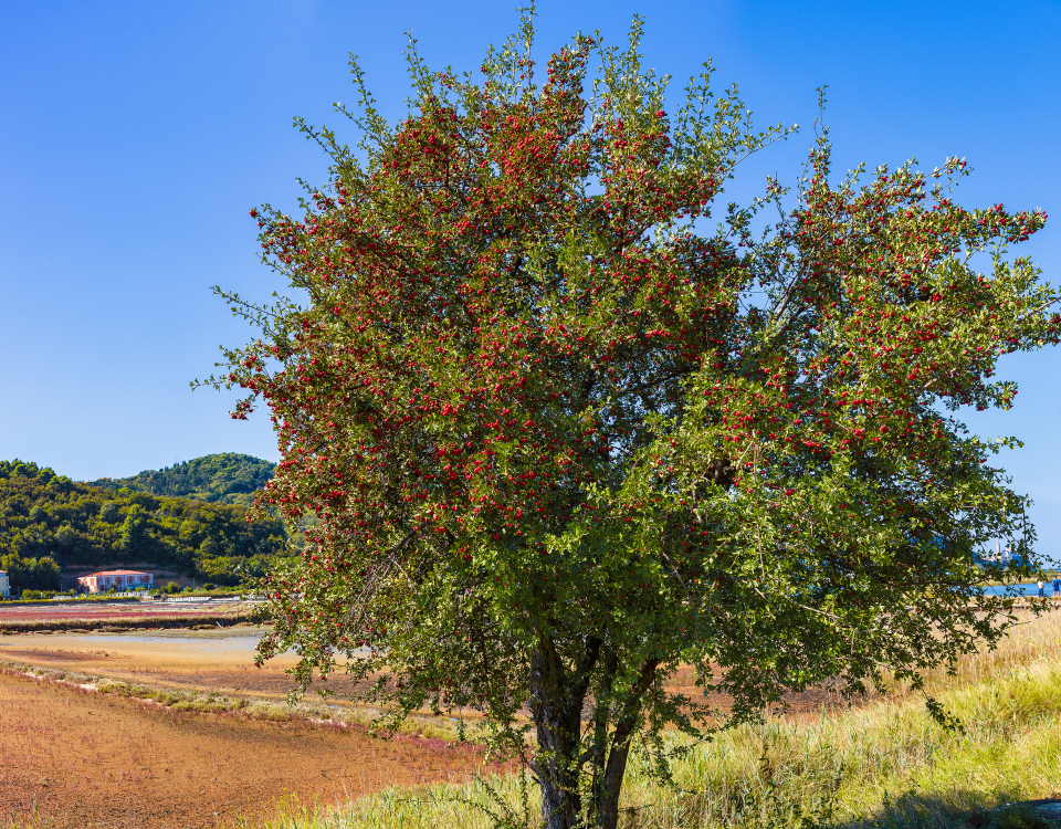 Hawthorn Tree in Autumn