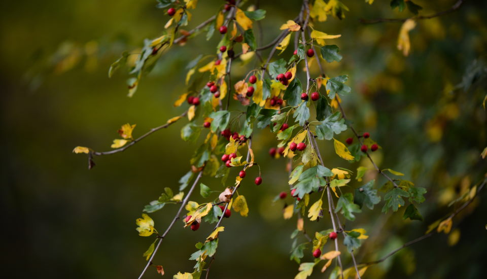 Little Hawthorn tree Fruits