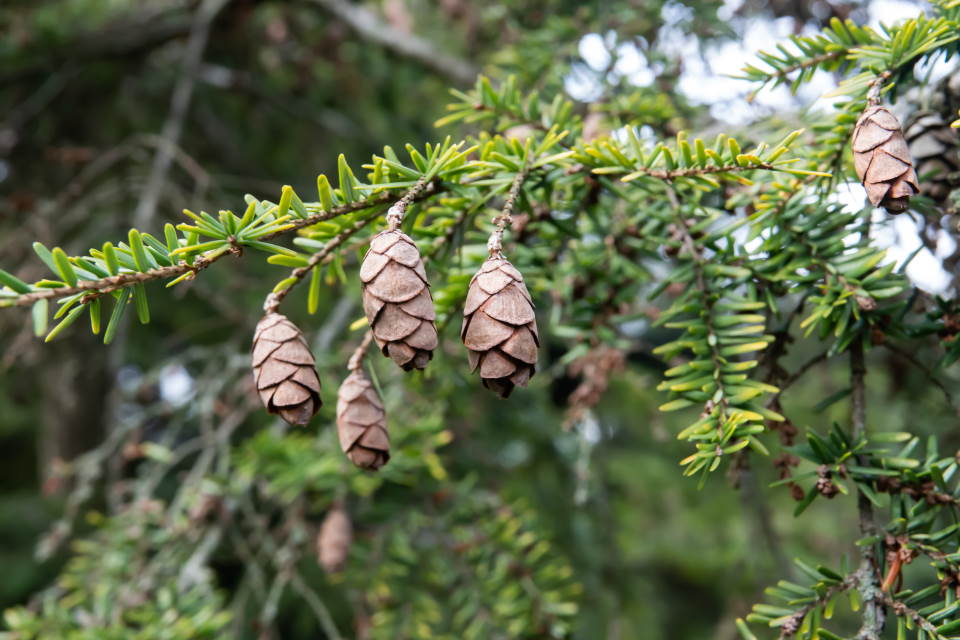 What is Hemlock? (Why Does Hemlock Poison?)