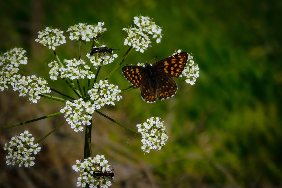 Hemlock