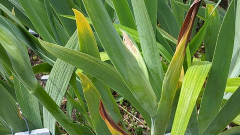 9 Reasons for Iris Leaves Turning Yellow