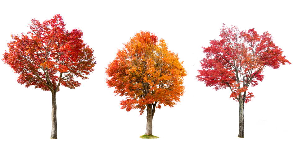 Japanese Maple Trees