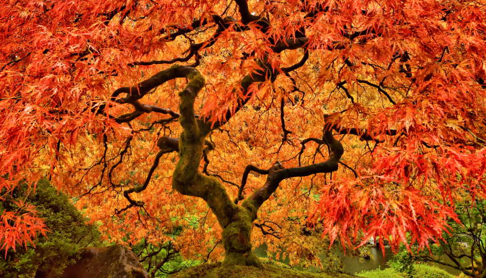 Beautiful Japanese Maple Trees