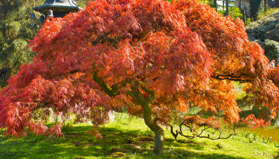 Japanese Maples