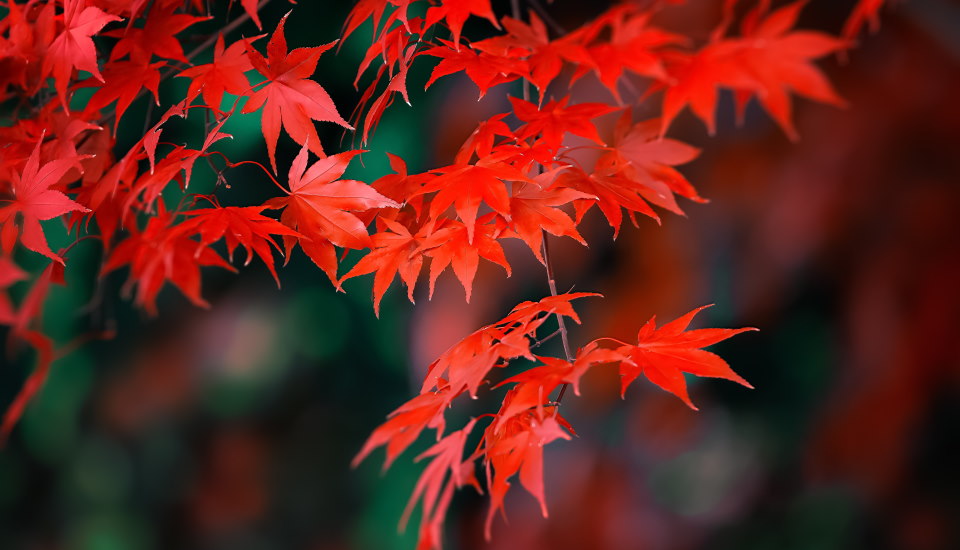Japanese Maple Tree Leaves