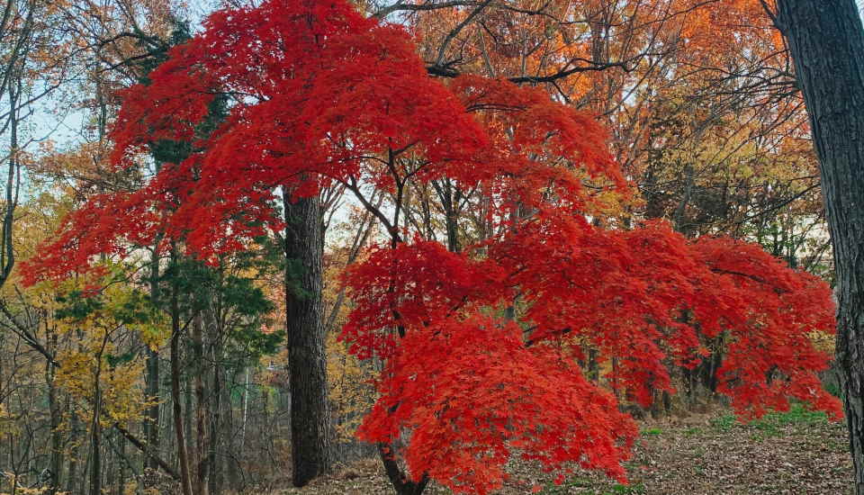 Stunning Japanese Maple Tree