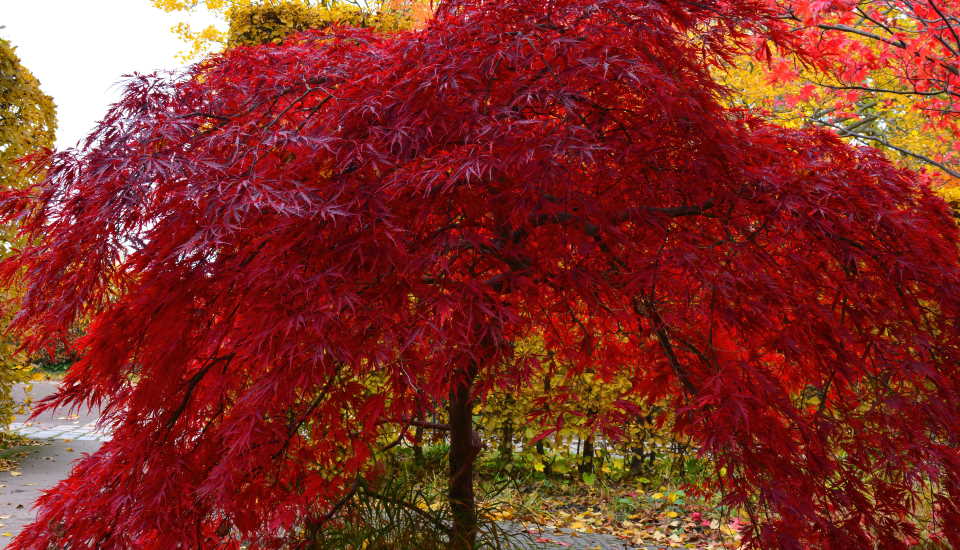 Red Japanese Maple Tree