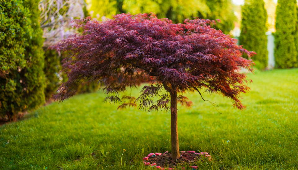 Little Japanese Maple Tree