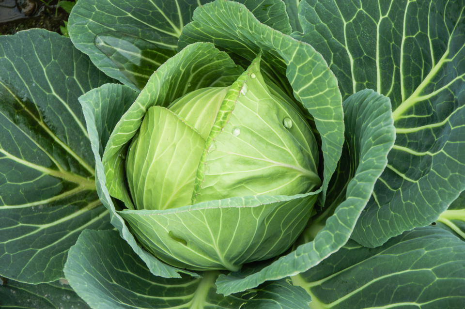 Leaf Cabbage