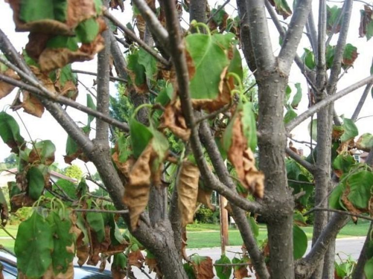 How to Fix Lilac Leaves Turning Brown