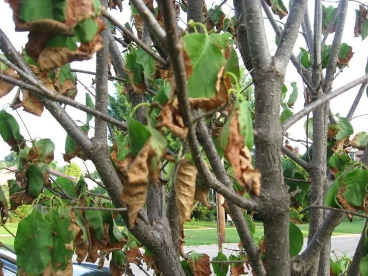 how-to-fix-lilac-leaves-turning-brown-plantnative