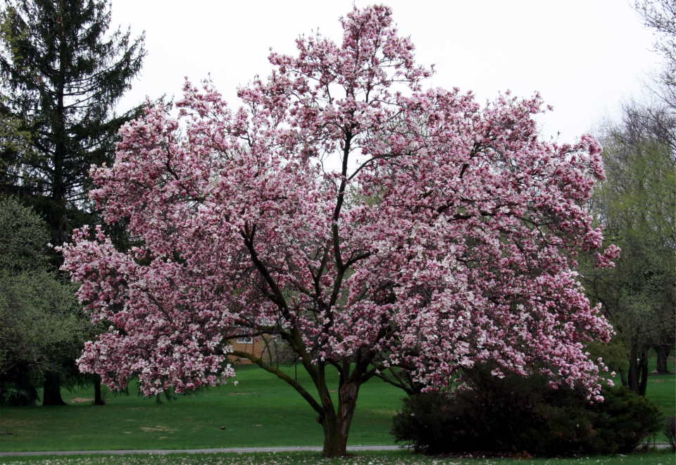 Magnolia Tree