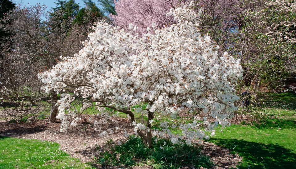 White Magnolia Tree