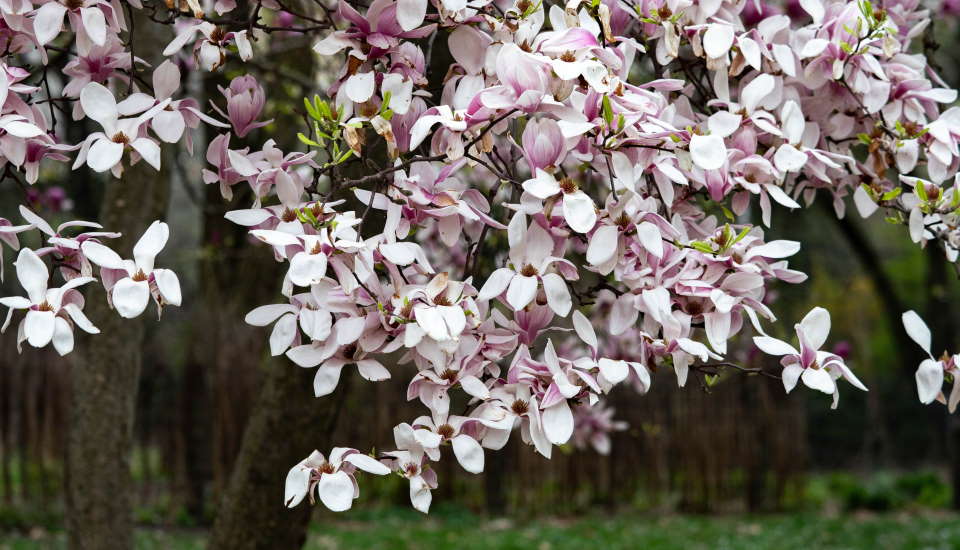 Magnolia Tree Leaves