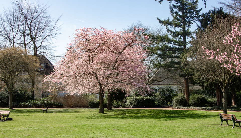 dethatch lawn, magnolia