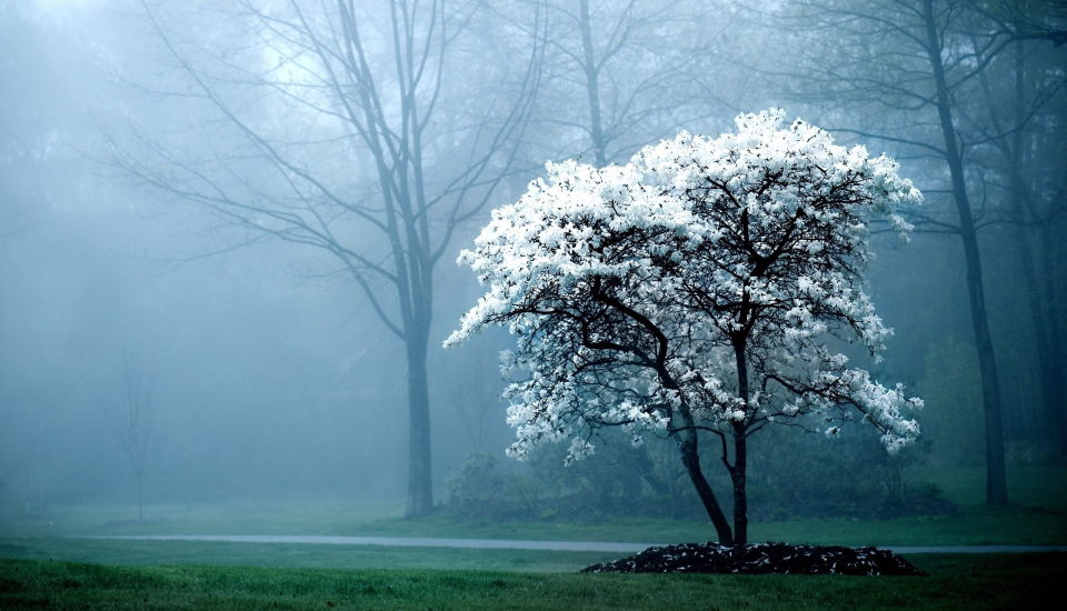 Cold Winter Magnolia Tree