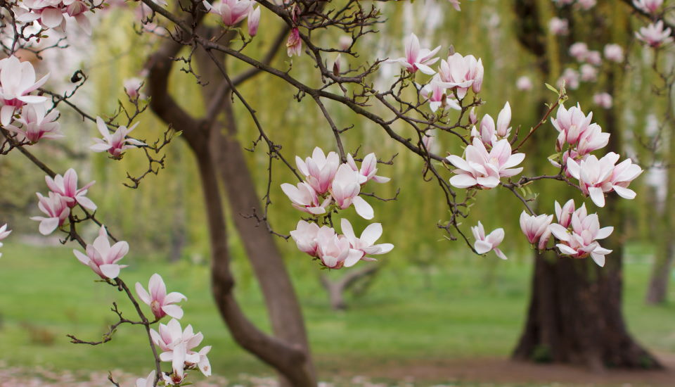 Stunning Magnolia Tree