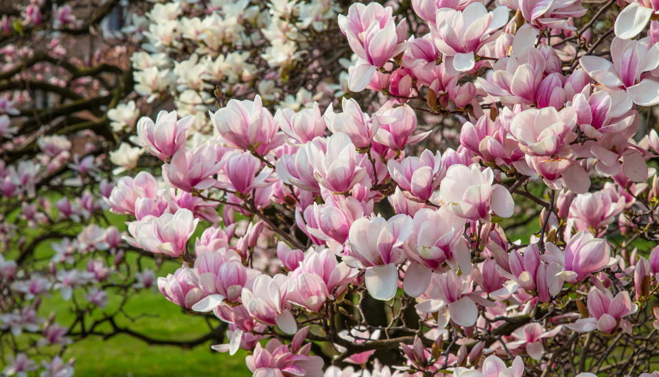 Pink Magnolia Tree Leaves