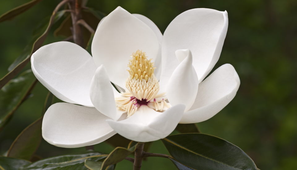 Magnolia Tree Flower