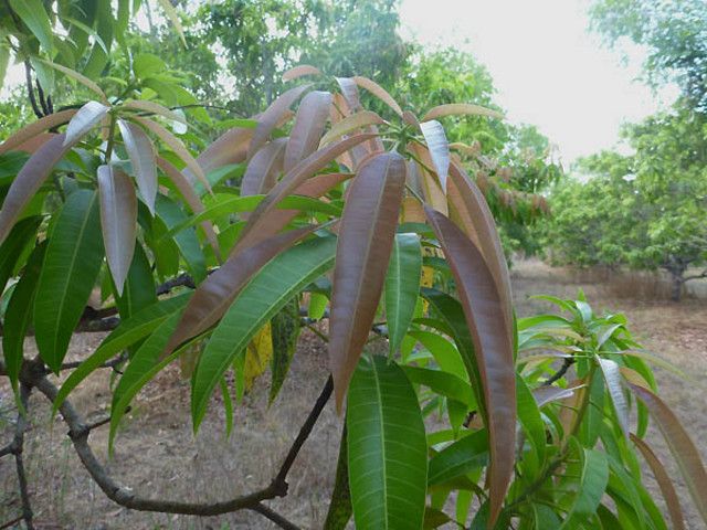 Mango Tree Leaves Turning Brown – Reasons and Prevention