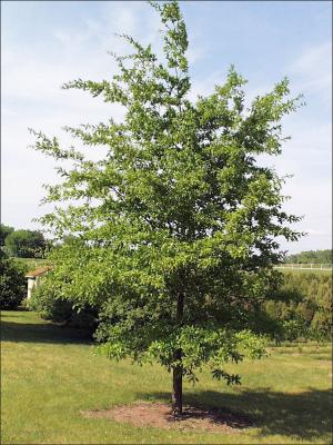 Native Missouri Plants for Landscaping [with Pictures] - PlantNative.org