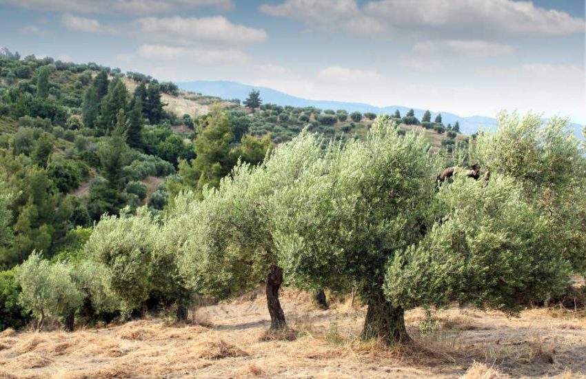 Olive Trees