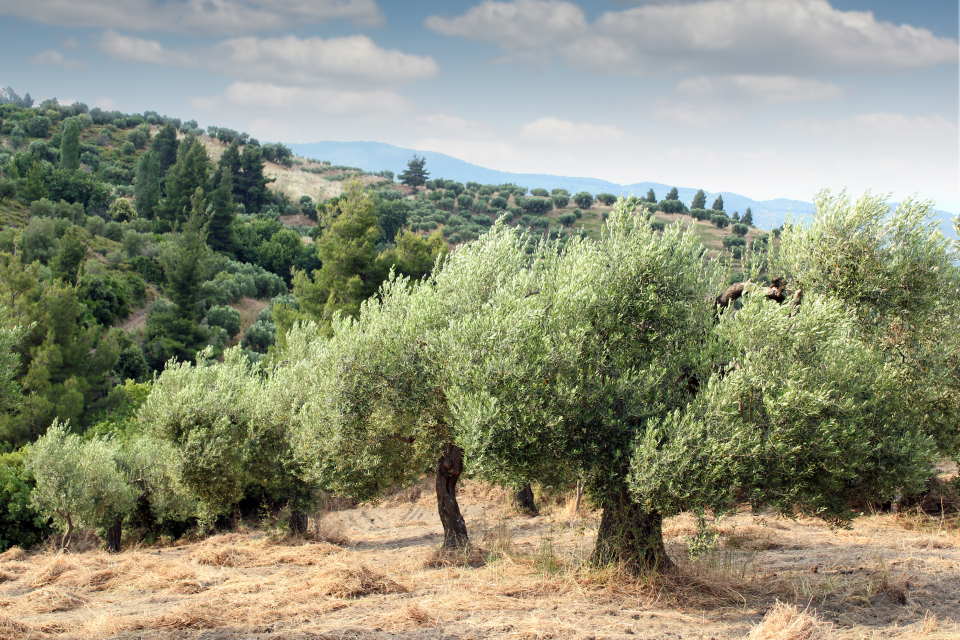 Olive Trees