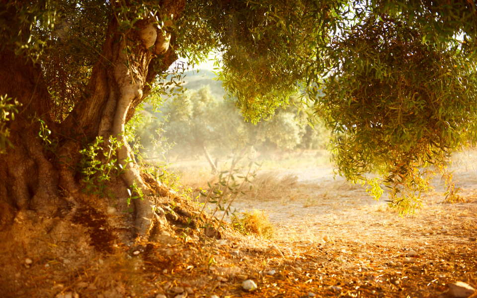 Stunning Olive Tree